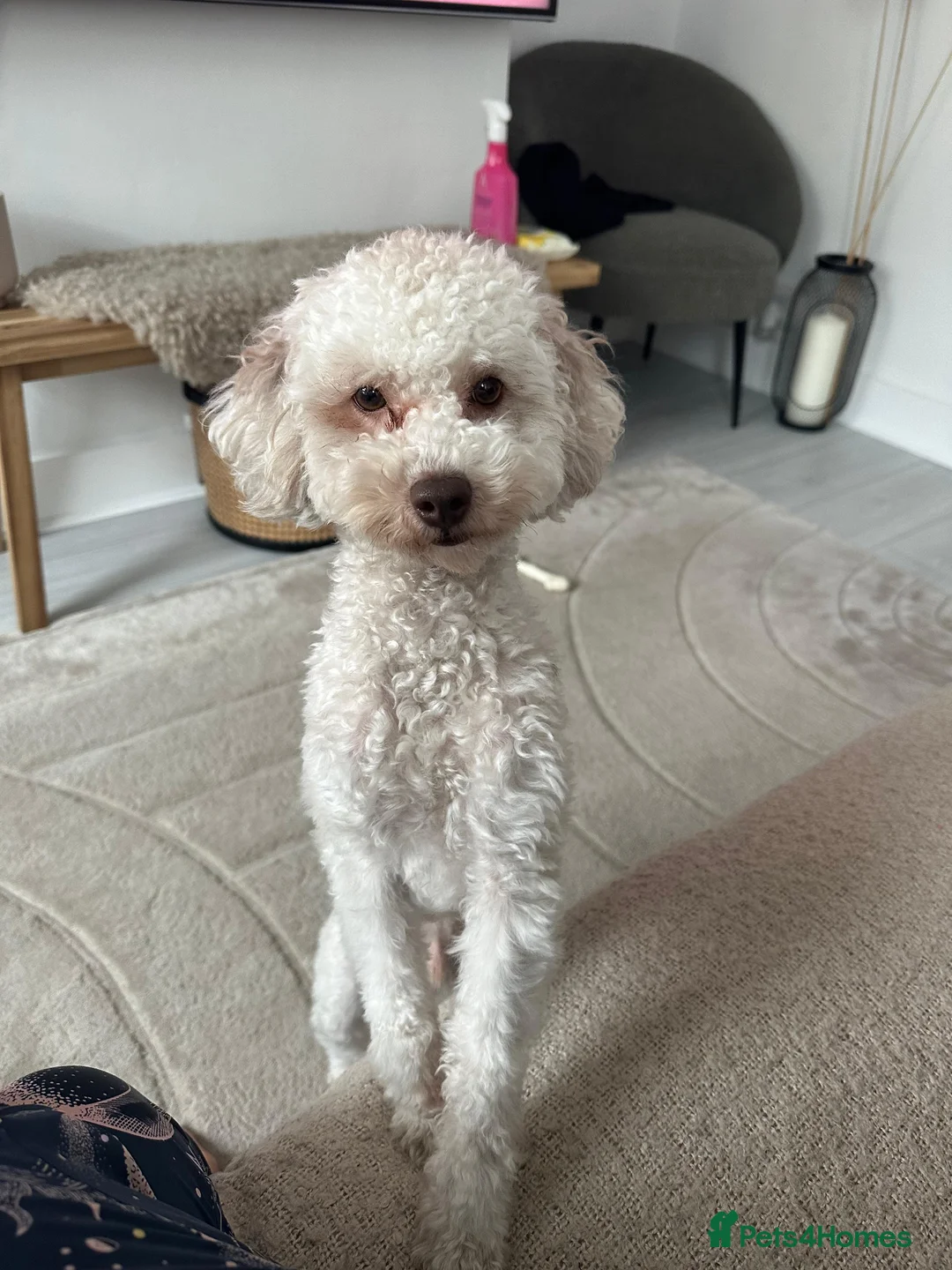 Miniature Poodle dogs for sale: Rehome our family pet poodle in Sevenoaks - Advert 2