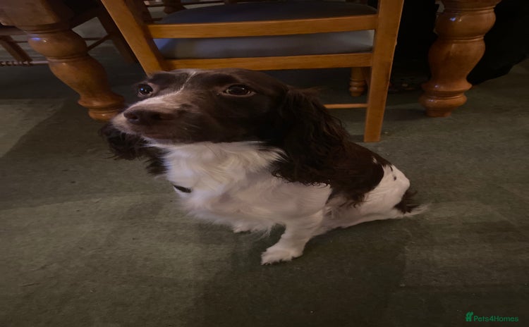 English Springer Spaniel dogs English springer spaniels - Advert 1