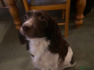 English Springer Spaniel dogs English springer spaniels - Advert 1