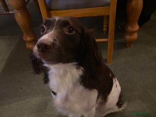 English Springer Spaniel dogs English springer spaniels - Advert 11