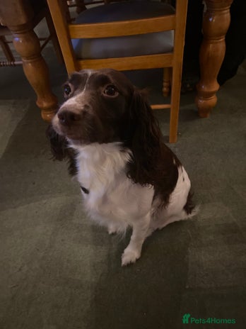 English Springer Spaniel dogs English springer spaniels - Advert 1