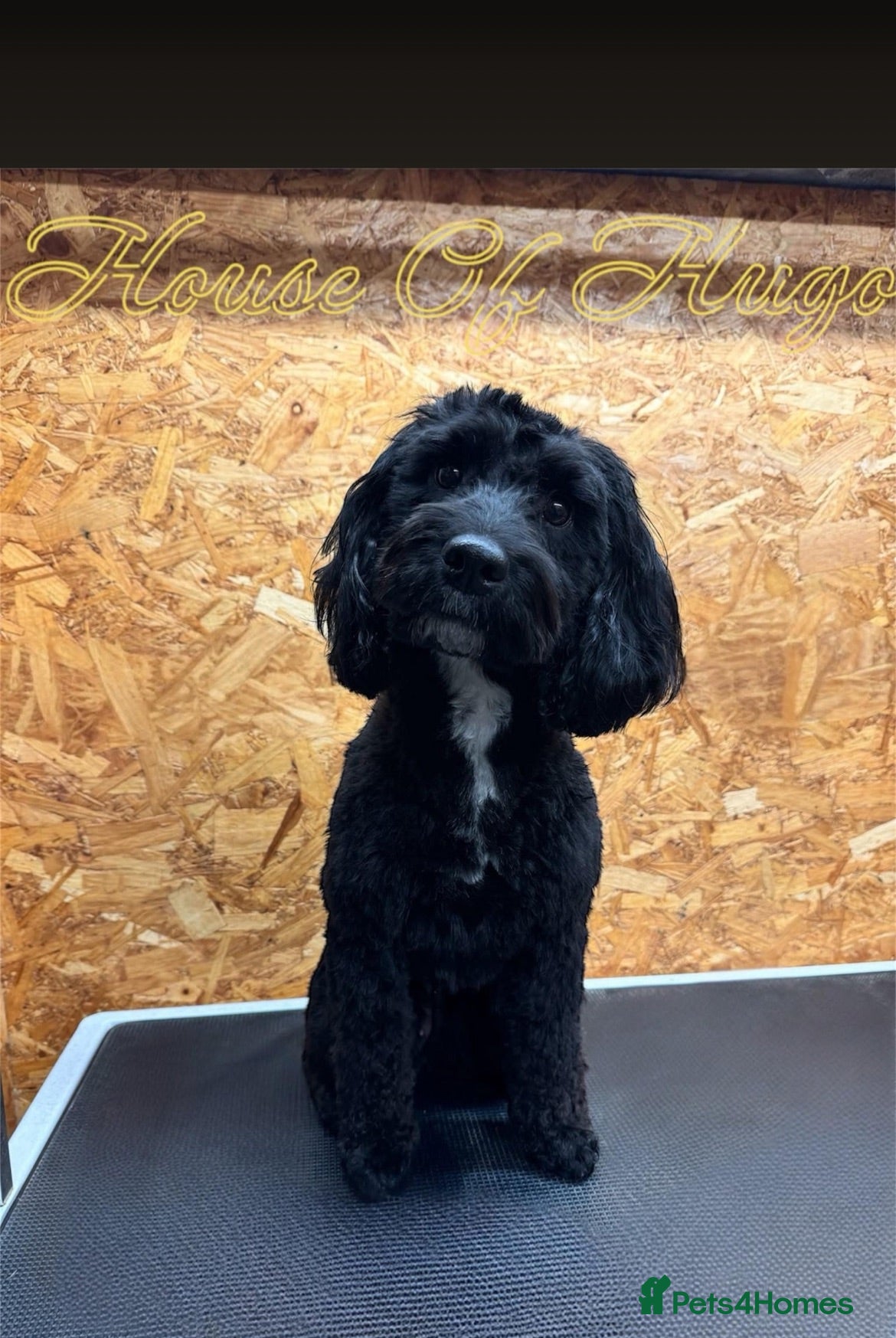Cockapoo dogs Cockapoo puppies for sale  - Advert 1