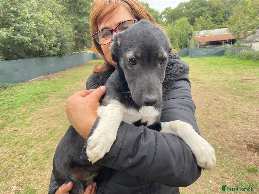 Mixed Breed dogs for adoption: Meet LARISA !  a Lovely Girl - for a Loving Home - Image 2