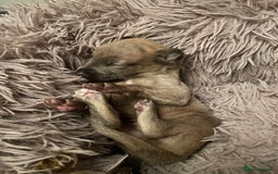 Whippet dogs for sale: Adorable home bred KC whippets - Image 9