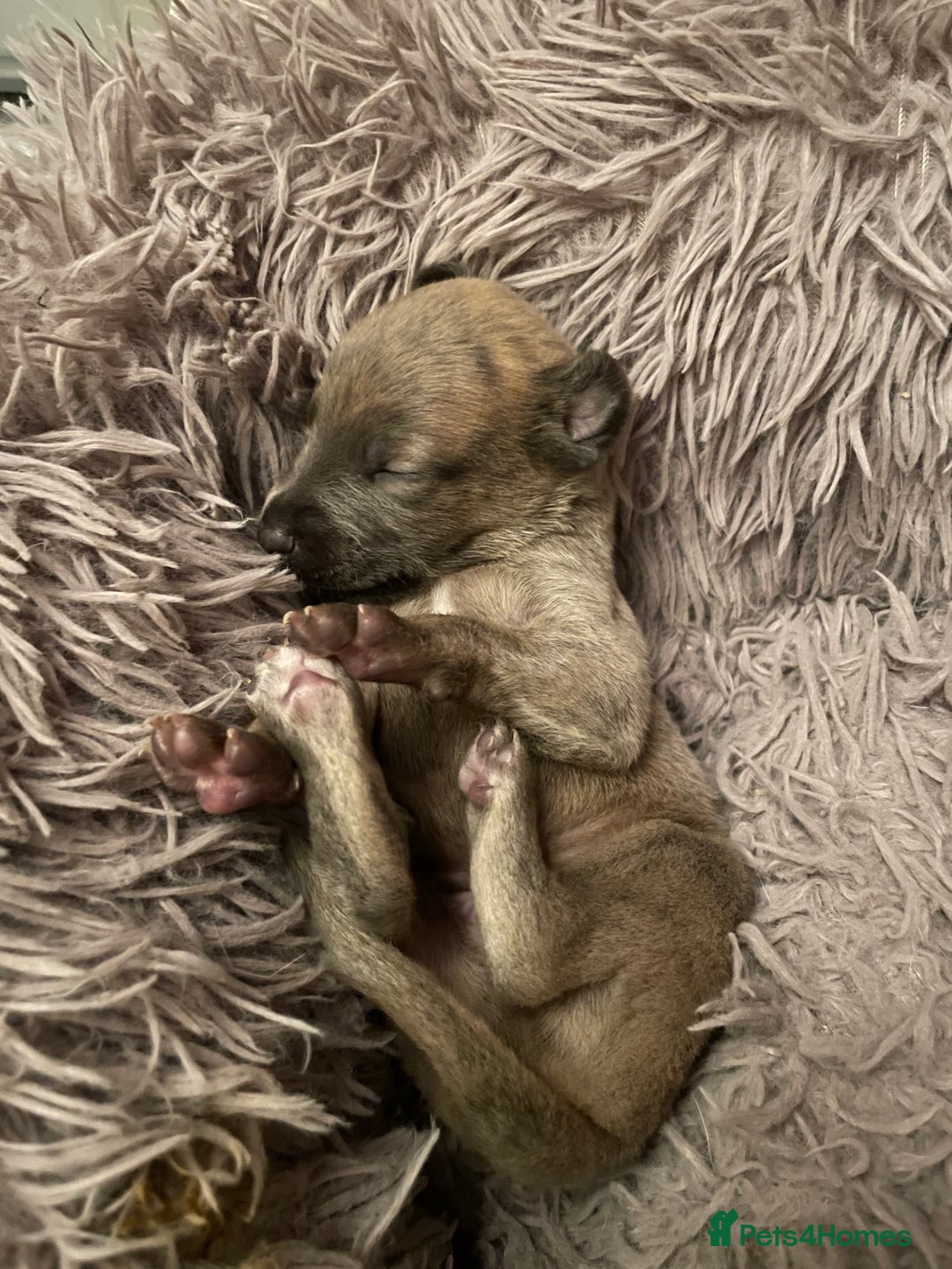 Whippet dogs for sale: Adorable home bred KC whippets - Image 9