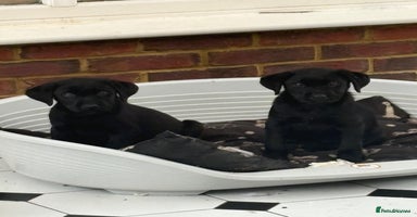 Labrador Retriever dogs - Advert 2