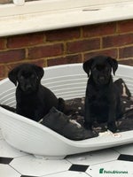 Labrador Retriever dogs - Advert 7