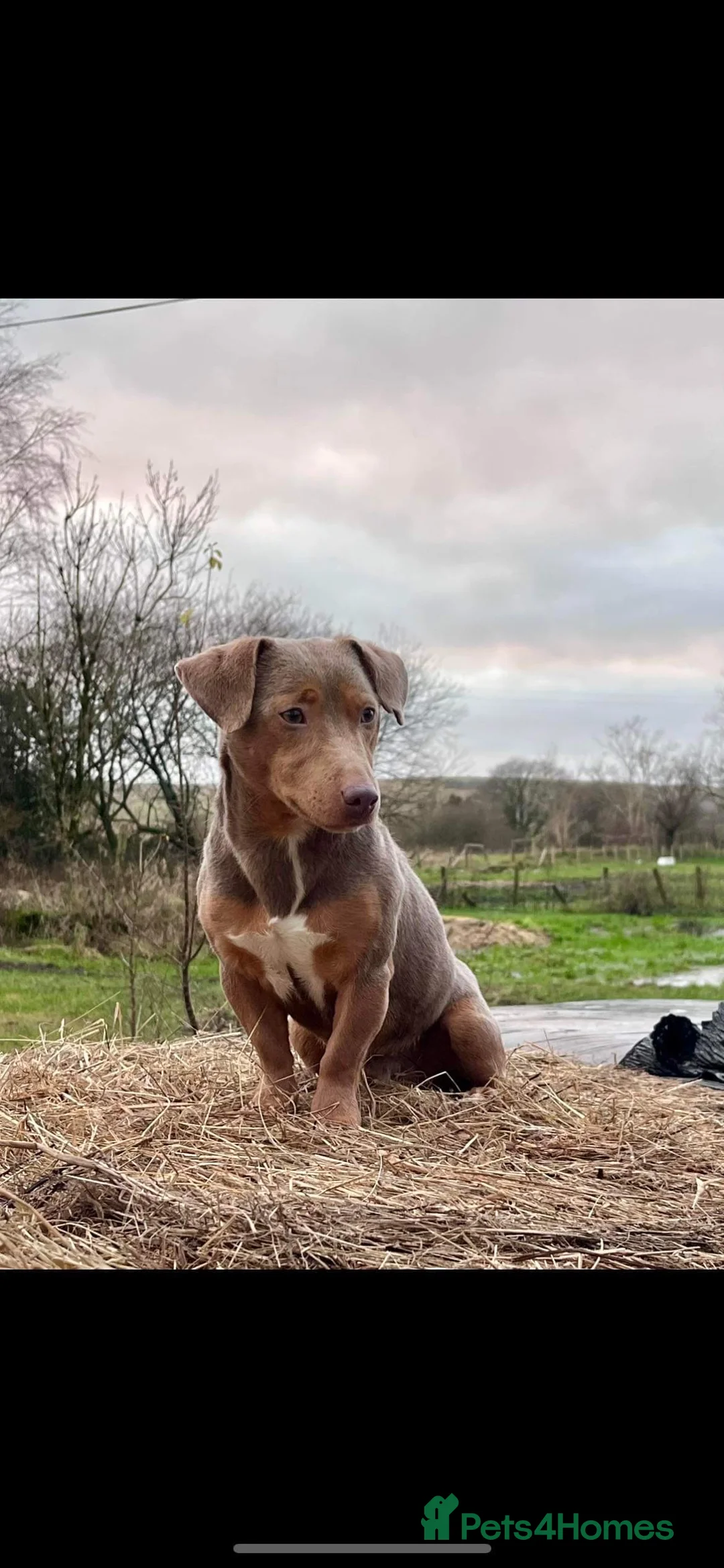 Jack Russell dogs for stud: DONJACKS RANGER - imported lilac & tan stud dog in Doncaster - Advert 2