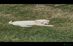 Cockapoo dogs for sale: F1 beautiful  cockapoo puppy’s  - Image 18