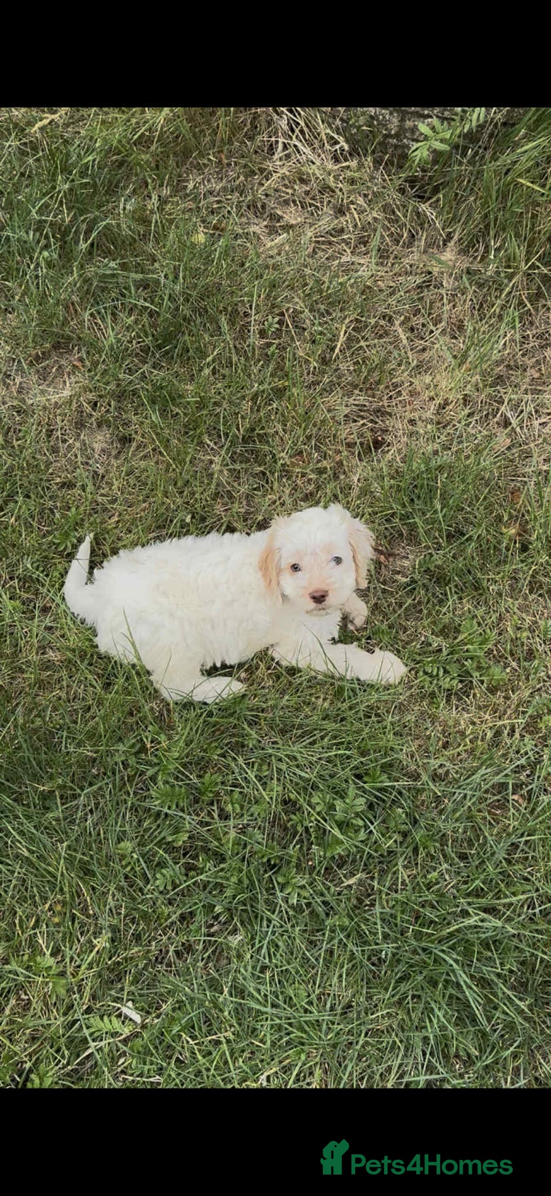 Cockapoo dogs for sale: F1 beautiful  cockapoo puppy’s  - Image 18