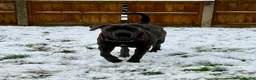 Cane Corso dogs for sale: Brutus(X-Man) World Winner line Cane Corso Puppies - Advert 18