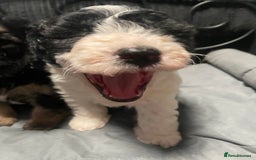 Labradoodle dogs for sale: F1bb miniature labradoodle puppies ready to go - Image 2
