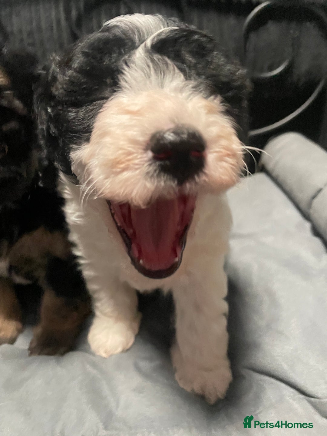 Labradoodle dogs for sale: F1bb miniature labradoodle puppies ready to go - Image 2