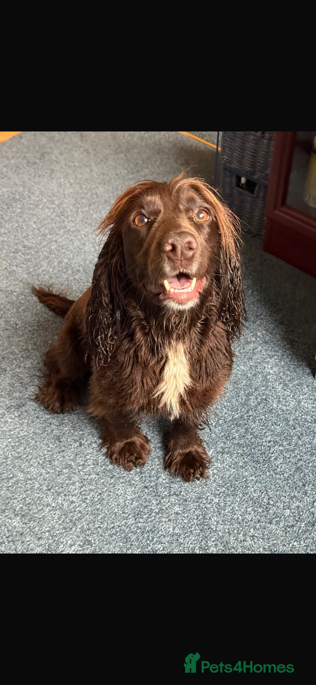 Cocker Spaniel dogs for sale: Working cocker boy exceptional pedigree.  - Advert 4