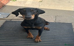 Dobermann dogs for sale: Zena Doberman female  - Image 1