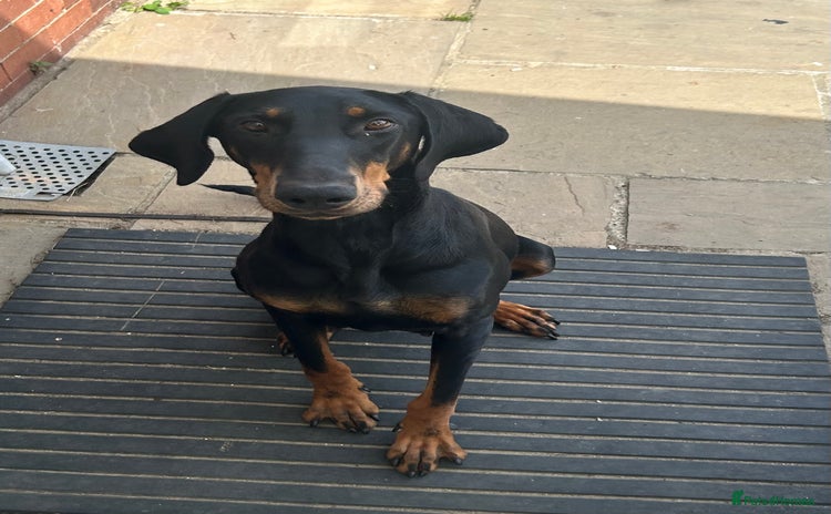 Dobermann dogs - Advert 1