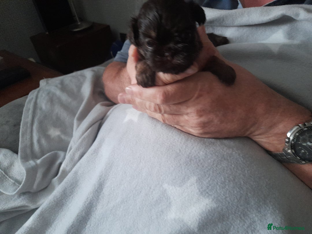 Malshi dogs for sale: Malshi - Advert 2