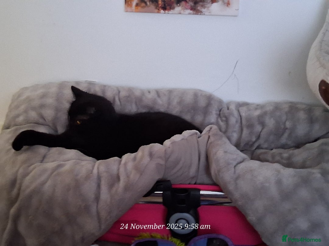 Domestic Shorthair cats for sale: 4 BLACK CATS FOR REHOME. - Advert 12