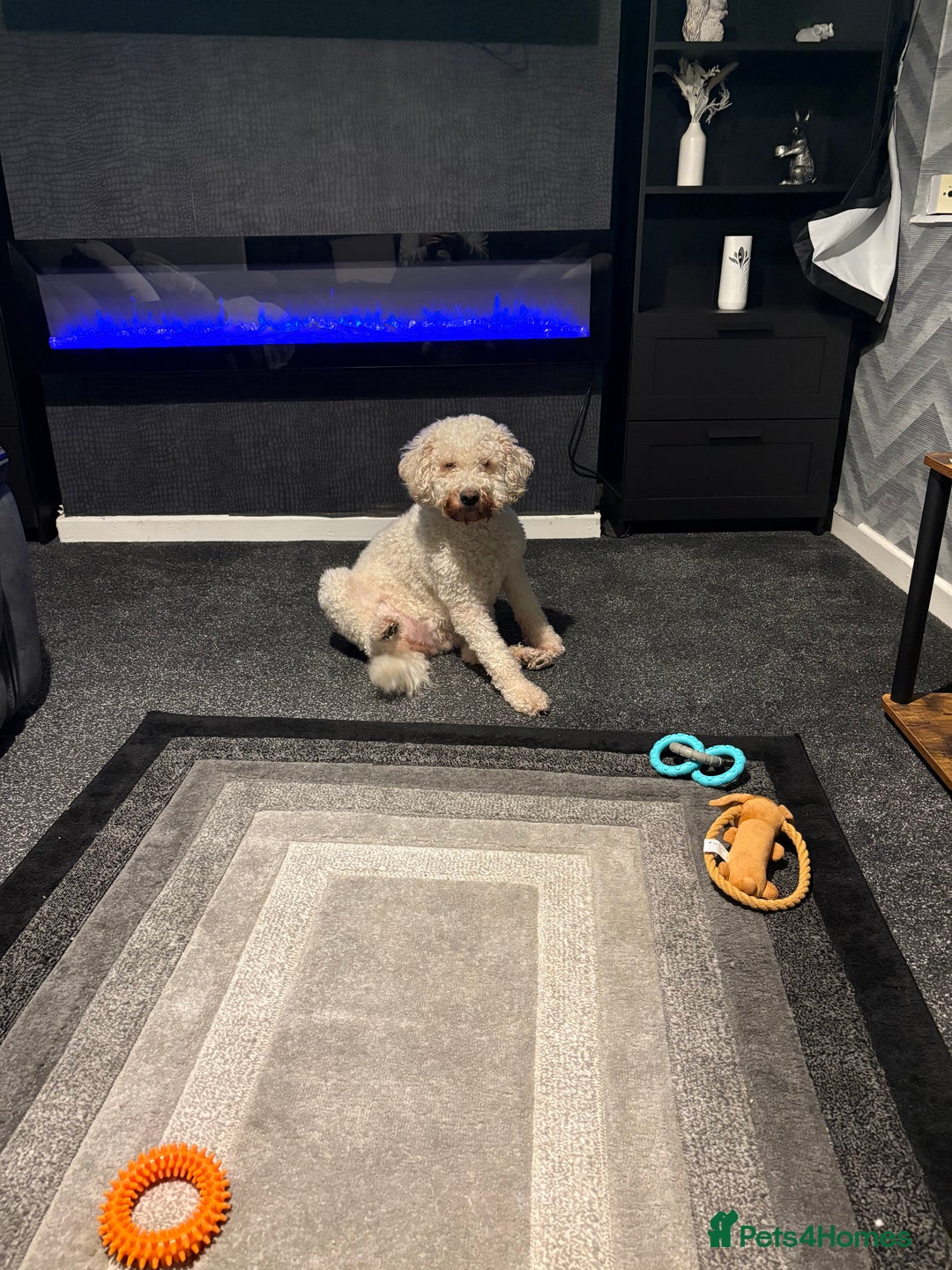 Labradoodle dogs for sale: Gorgeous Labradoodle - Advert 1