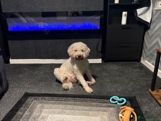 Labradoodle dogs Gorgeous Labradoodle - Advert 2