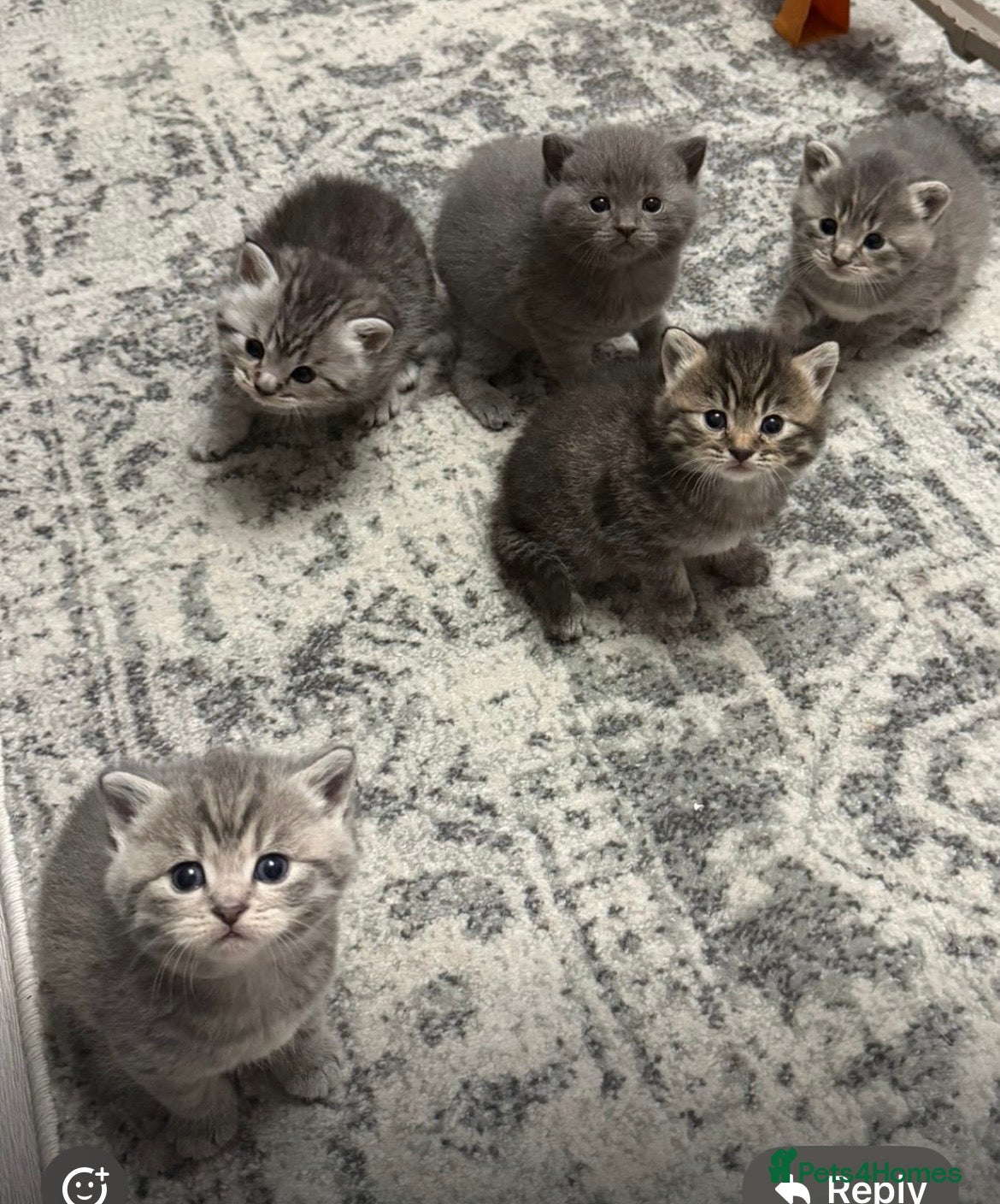 British Shorthair cats for sale: Kittens  - Advert 6