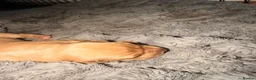 Mixed Breed dogs for sale: Fox Red Labrador / Hungarian Vizsla pups  - Advert 4