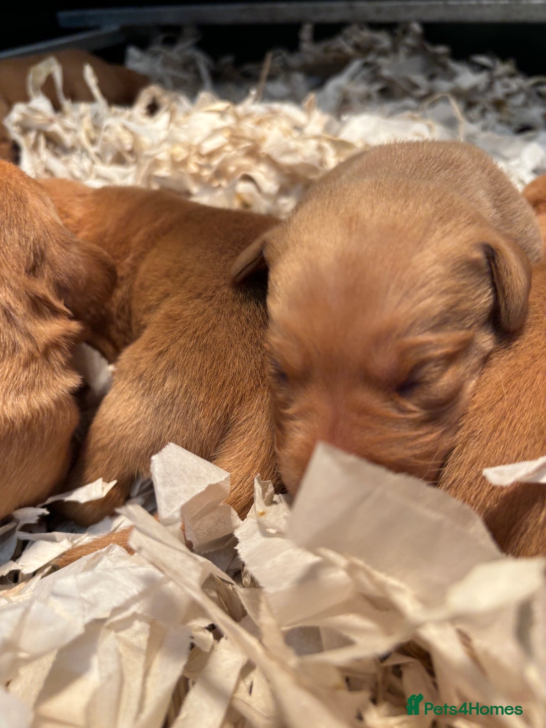 Labrador Retriever dogs for sale: KC Registered Fox Red Labradors - Image 3