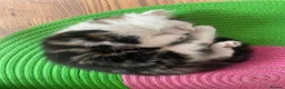 Mixed Breed cats for sale: Beautiful kittens looking for a loving homes  - Advert 4
