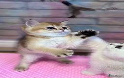 Scottish Fold cats for sale: 📣PEDIGREE SCOTTISH KITTEN(reg.)🐱  - Image 5