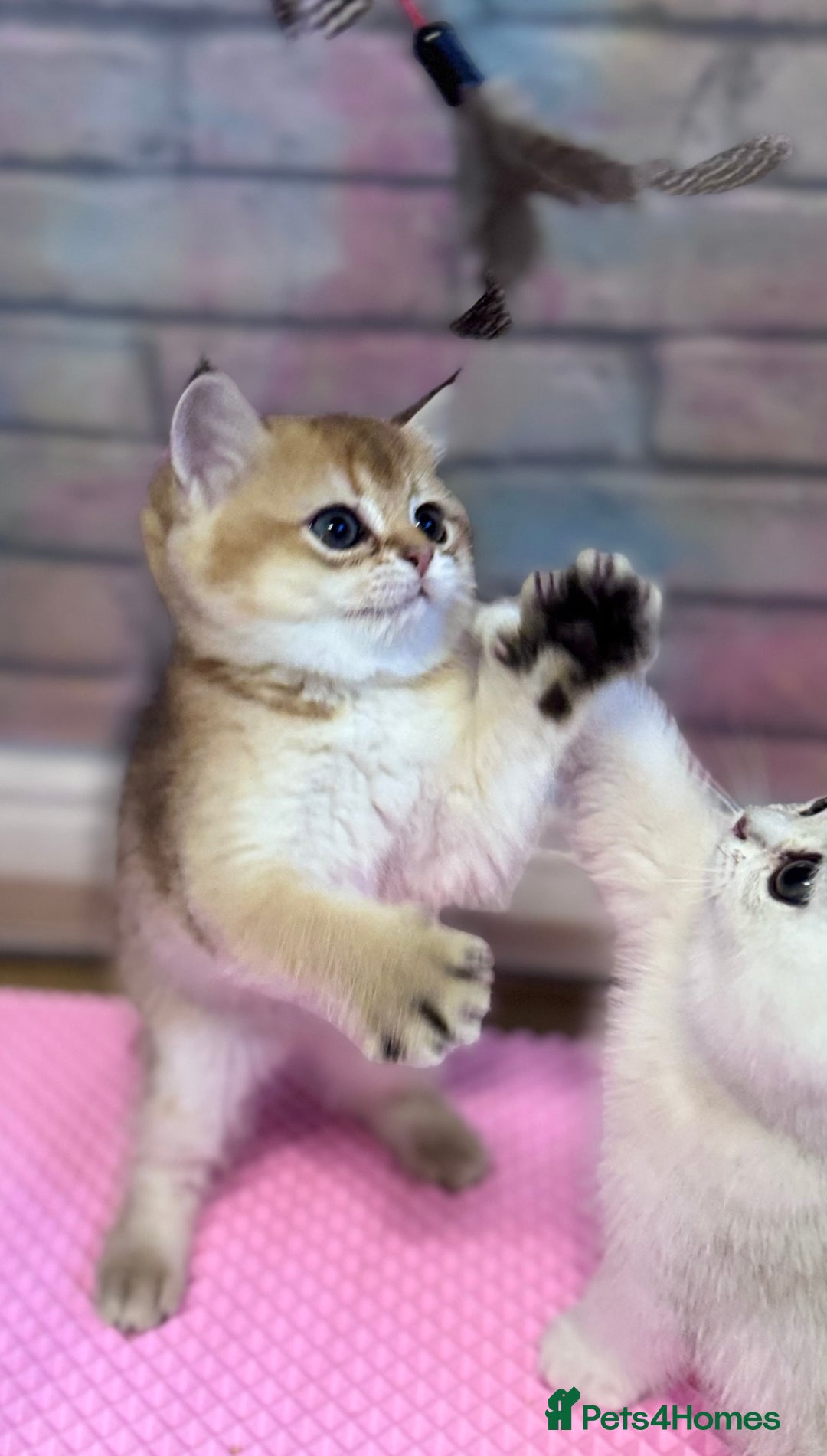 Scottish Fold cats for sale: 📣PEDIGREE SCOTTISH KITTEN(reg.)🐱  - Image 5