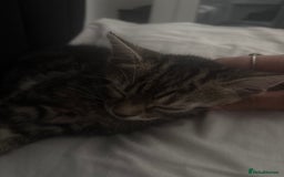 Mixed Breed cats for sale: 8 weeks old girl kitten - Image 2
