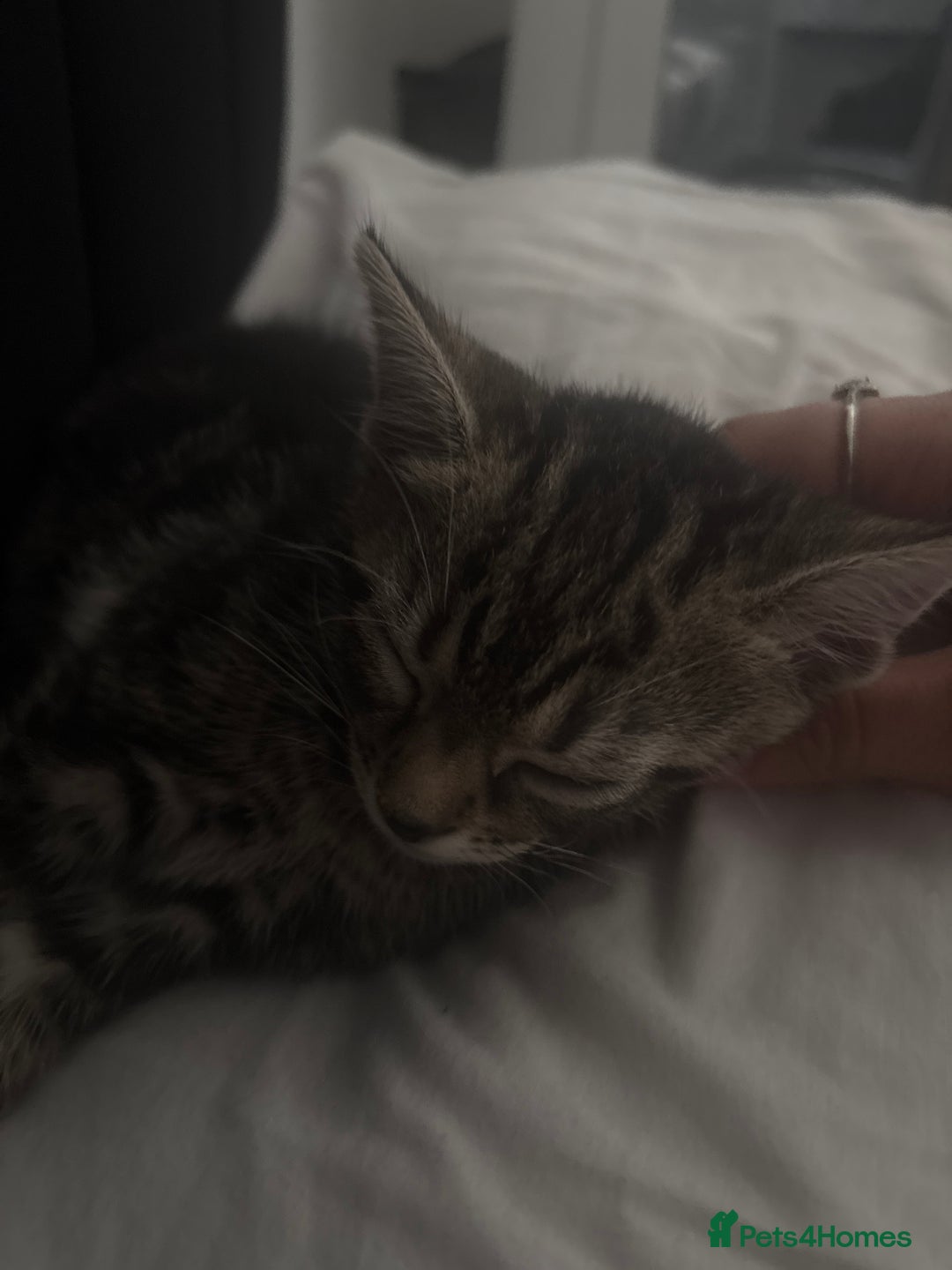 Mixed Breed cats for sale: 8 weeks old girl kitten - Image 2