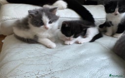 Mixed Breed cats for sale: Kittens for sale - Image 2