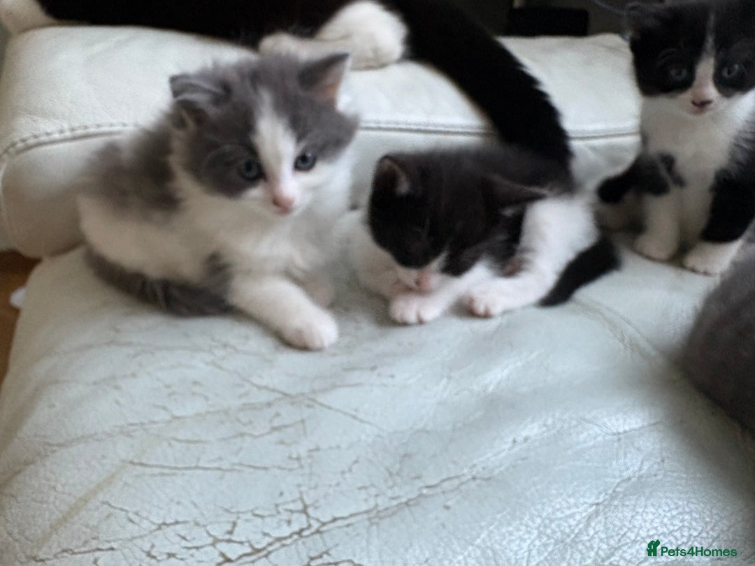 Mixed Breed cats for sale: Kittens for sale - Image 2