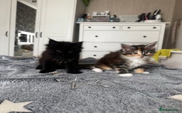 Maine Coon cats for sale: 1 BLACK SMOKE BOY 1 TORTIE GIRL MAINE COON KITTENS - Image 6