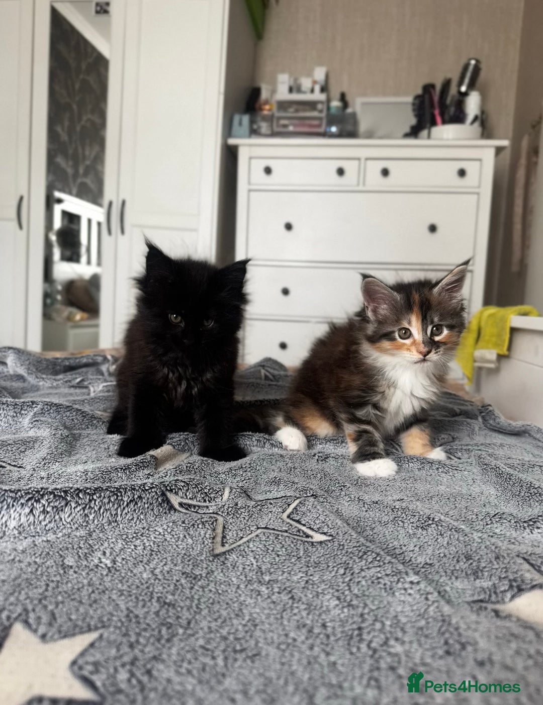 Maine Coon cats for sale: 1 BLACK SMOKE BOY 1 TORTIE GIRL MAINE COON KITTENS - Image 6