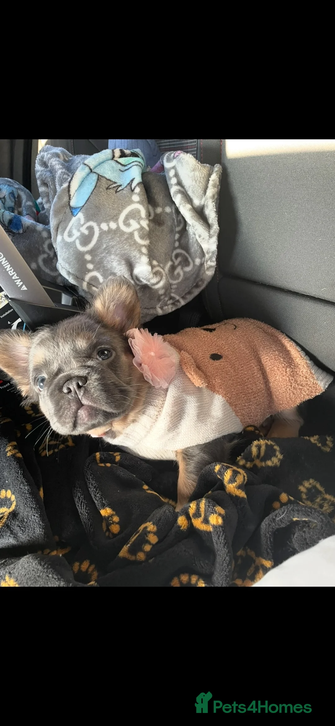 French Bulldog dogs for sale: Fluffy French bulldog - Advert 5