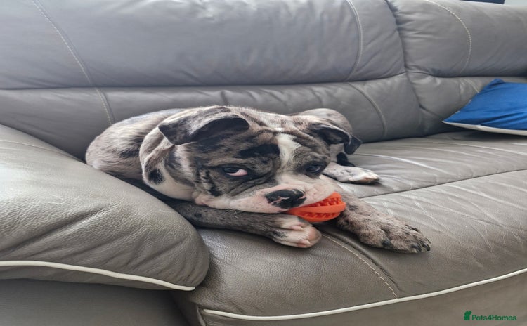 Dorset Olde Tyme Bulldogge dogs - Advert 1