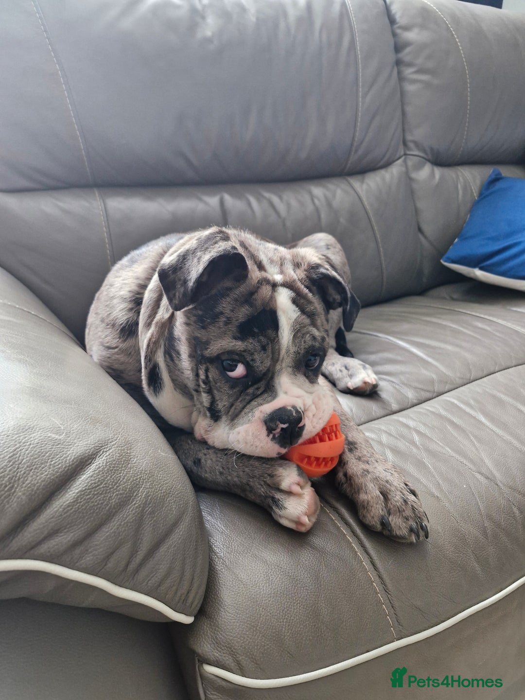 Dorset Olde Tyme Bulldogge dogs for sale: Old English bulldogge - Image 1
