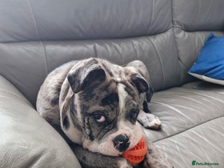 Dorset Olde Tyme Bulldogge dogs - Advert 12