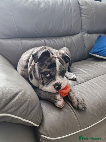 Dorset Olde Tyme Bulldogge dogs - Advert 4