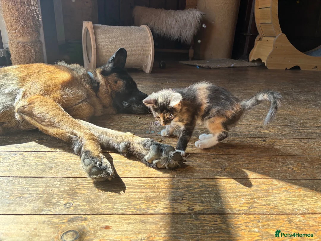 Ragdoll cats for sale: Lovely Kittens - Advert 2