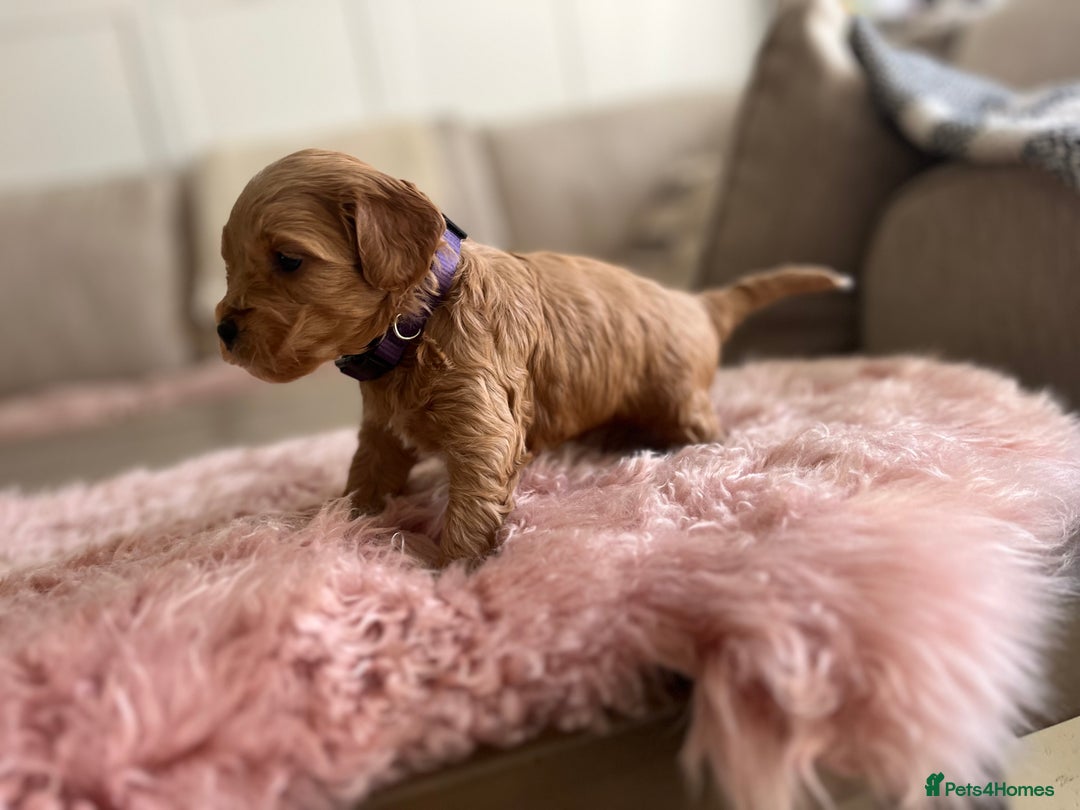 Cockapoo dogs for sale: F1B Miniature cockapoo puppies🌟DNA health checked - Image 8