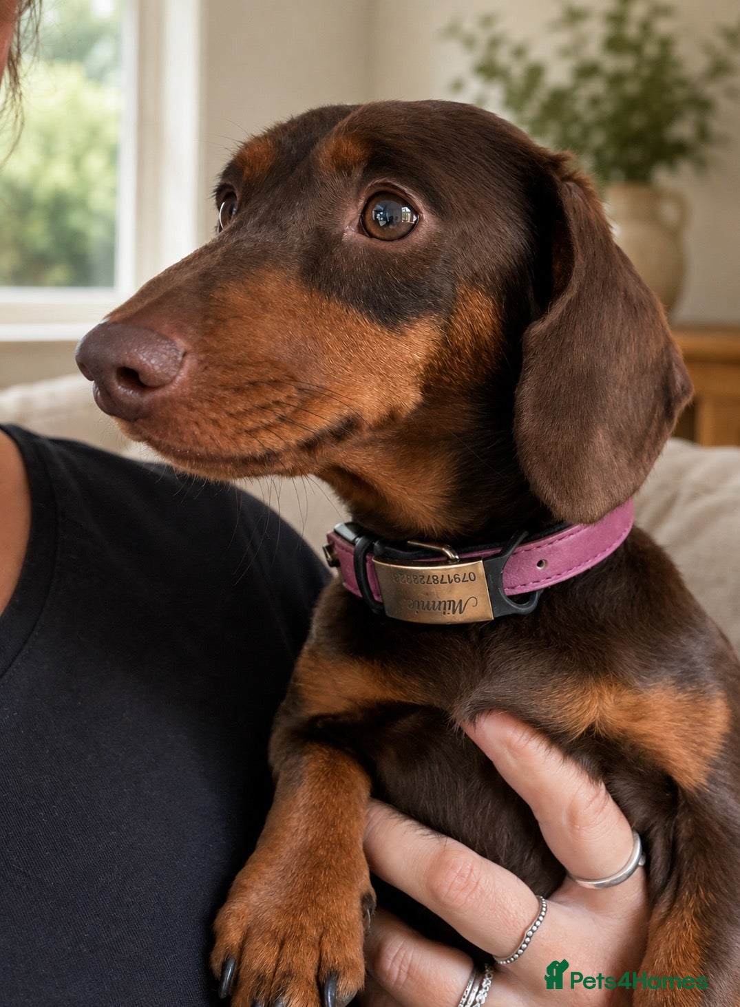 Miniature Dachshund dogs Gorgeous puppies available  - Advert 1