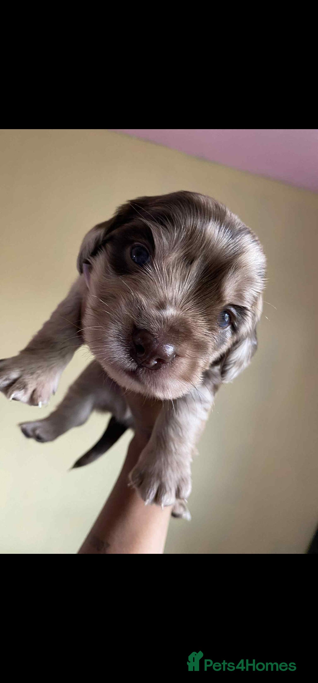 Dachshund dogs for sale: Miniature Dachshund cross pup - Image 6