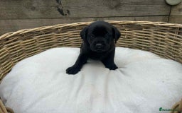 Labrador Retriever dogs for sale: KC registered Labrador pups ready to rehome NOW in Stanley - Image 16