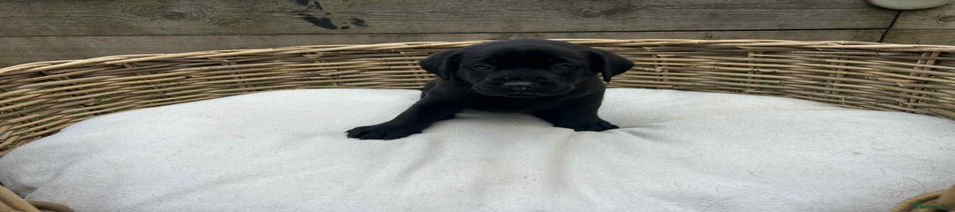 Labrador Retriever Puppy 6
