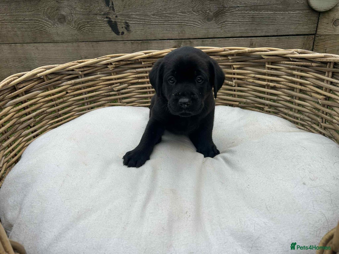 Labrador Retriever dogs for sale: KC registered Labrador pups ready to rehome NOW in Stanley - Image 16