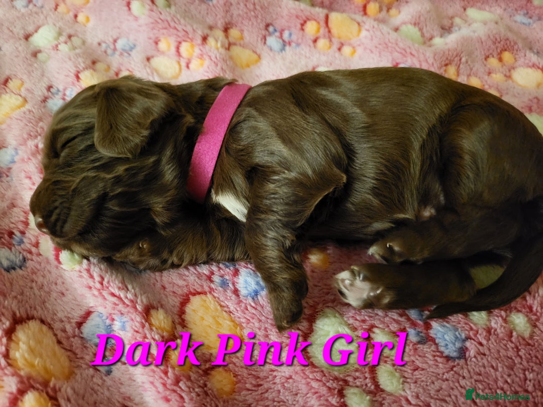 Cocker Spaniel dogs for sale: Working Cocker Spaniel Pups - Advert 2