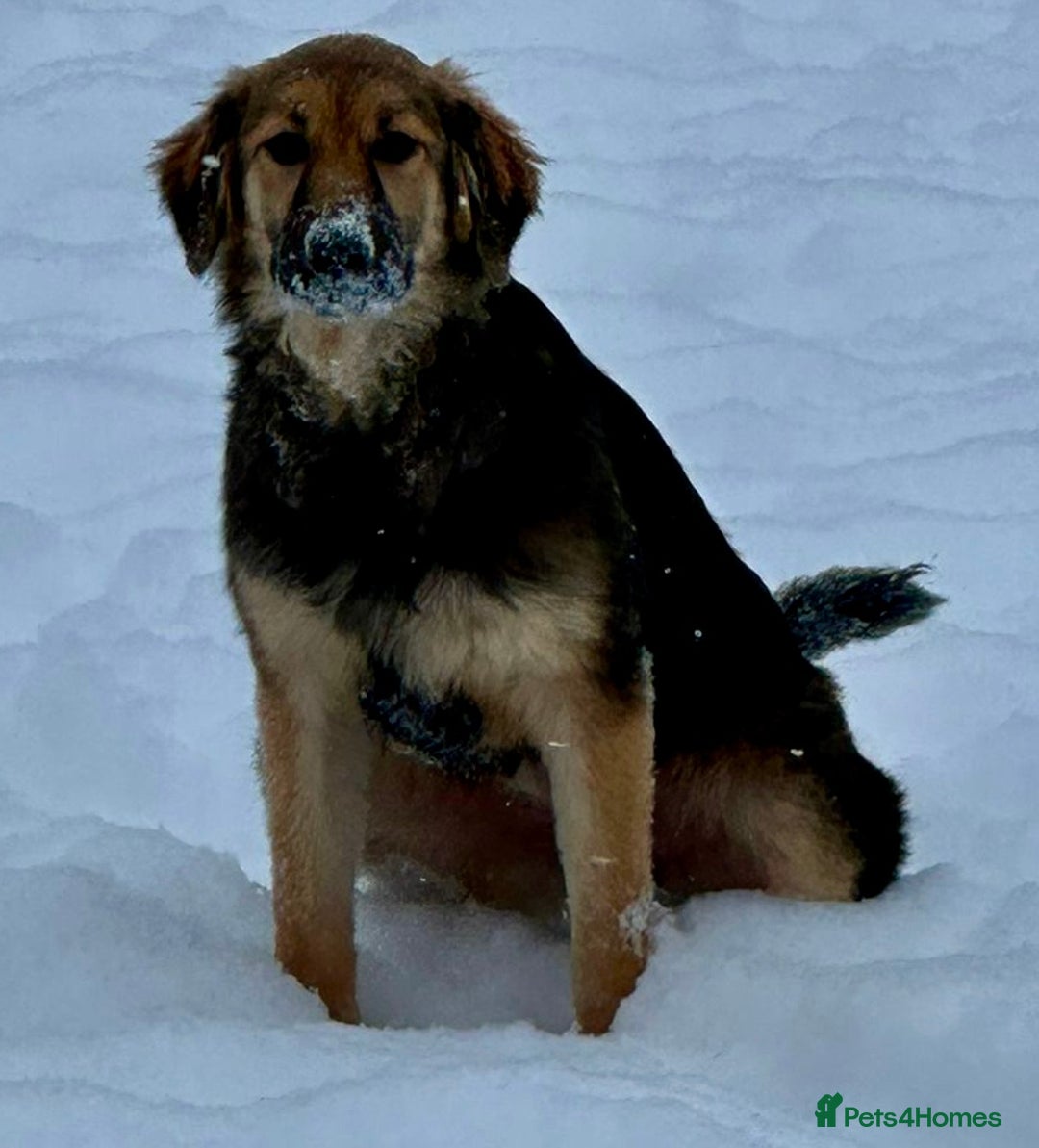 Golden Retriever dogs for adoption: 🐾 RUBY – Female Golden Retriever - Advert 7